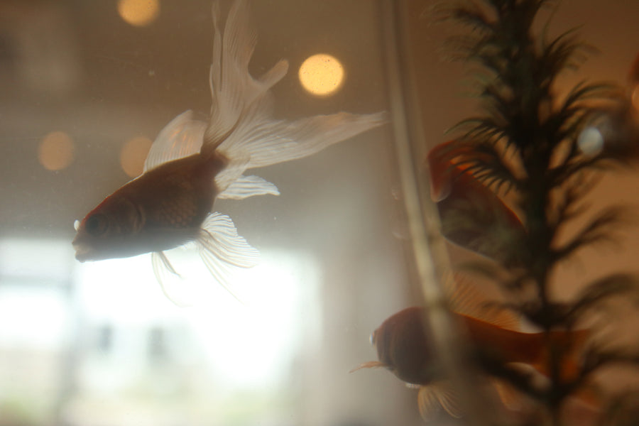 暑中お見舞いとお盆期間の営業のお知らせ